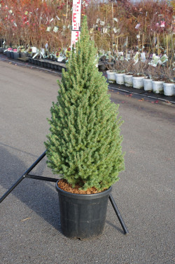 Eglė baltoji (Lot Picea gl.) 'Perfecta' C18 90-100 CM