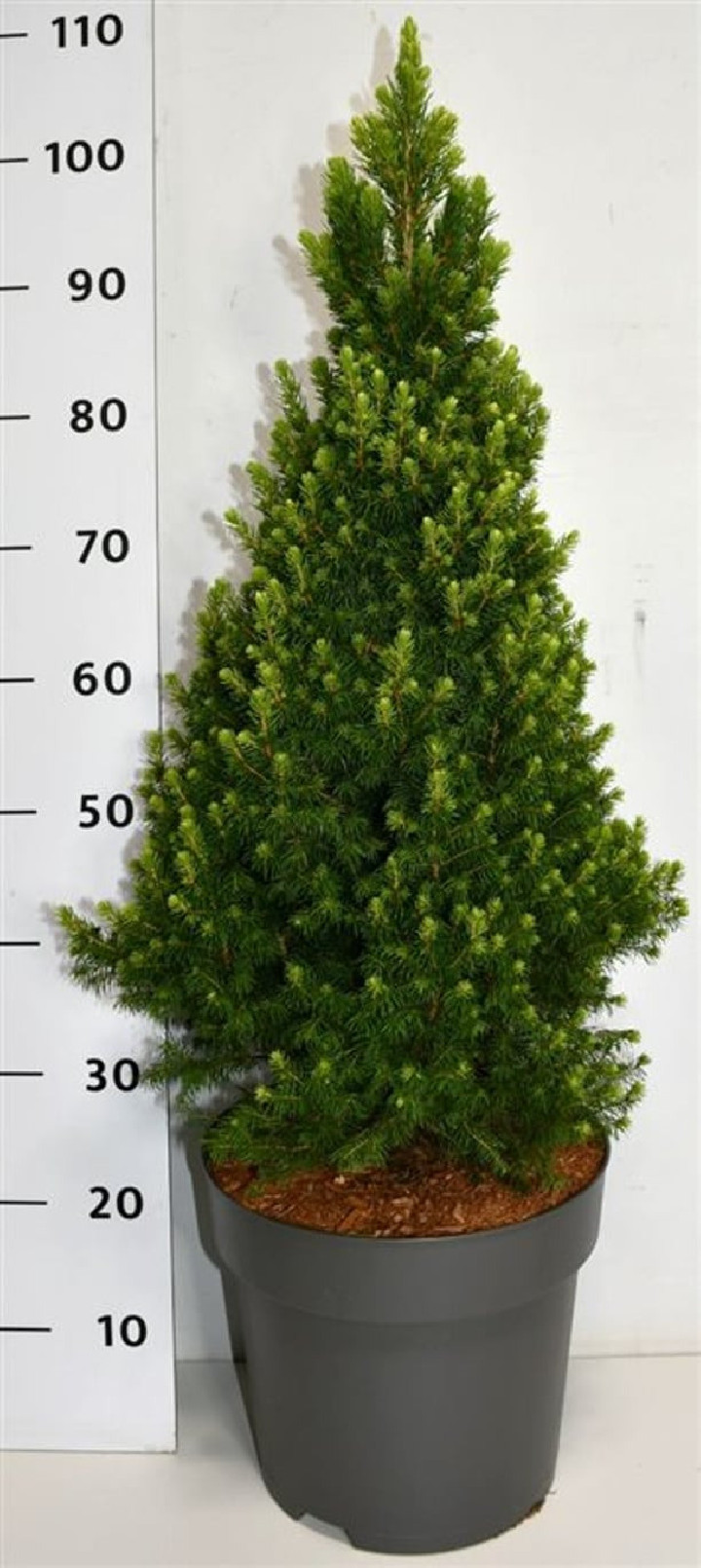 Eglė baltoji (Lot Picea gl.) 'Rainbow's End' C12 60-80 CM