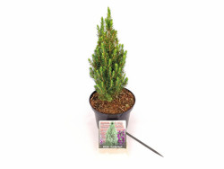 Eglė baltoji (Lot Picea gl.) 'Zuckerhut' C2/P17 20-30 CM