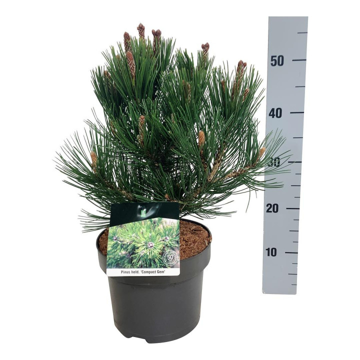 Pušis baltažievė (Lot Pinus heldreichii) 'Compact Gem' C5/P23 30-40 CM