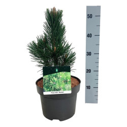 Pušis baltažievė (Lot Pinus heldreichii) 'Malinki' C5/P23 25-30 CM