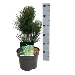 Pušis baltažievė (Lot Pinus heldreichii) 'Satellit' C5/P23 30-40 CM