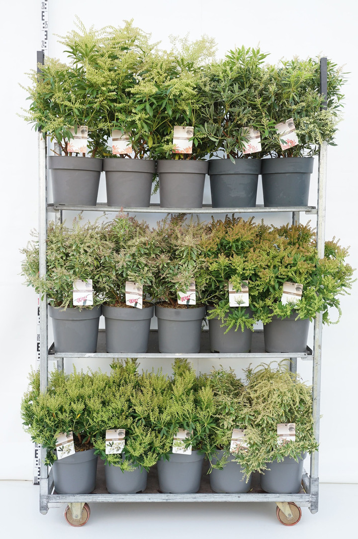 Bereinutis MIX (Lot Pieris in) C10