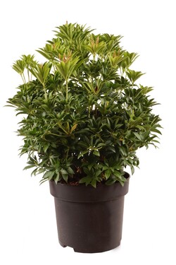 Bereinutis japoninis (Lot Pieris jap.) 'Cupido' C10 50-60 CM