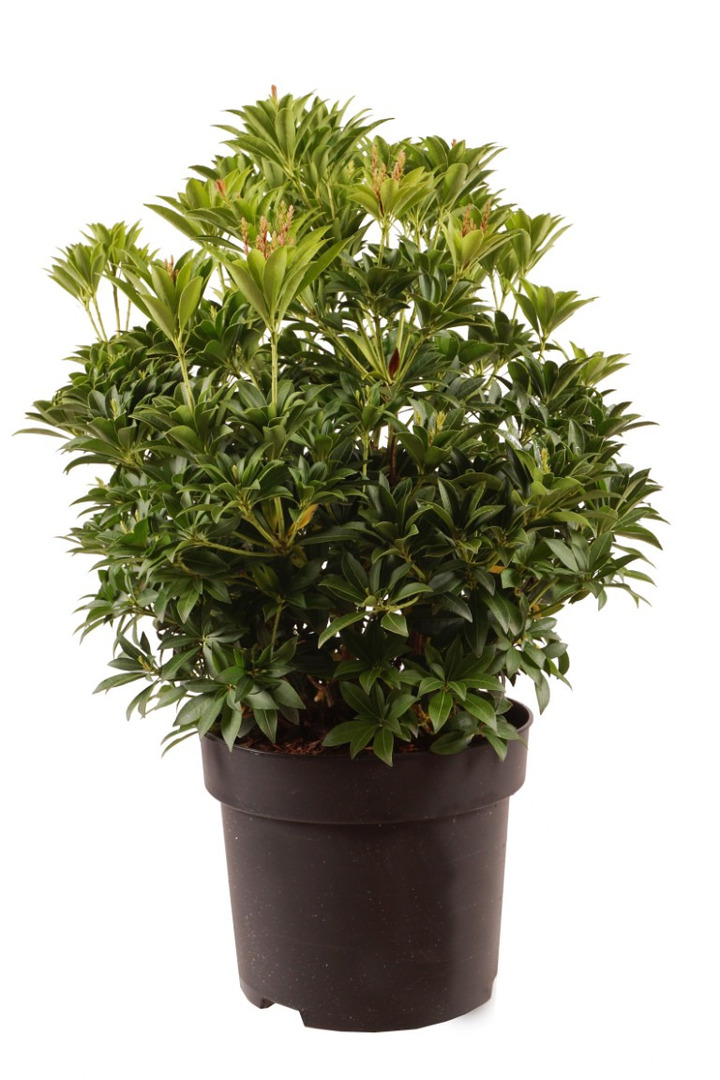 Bereinutis japoninis (Lot Pieris jap.) 'Cupido' C10 50-60 CM
