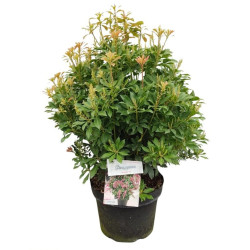 Bereinutis japoninis (Lot Pieris jap.) 'Passion' C10 40-50 CM