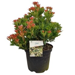 Bereinutis japoninis (Lot Pieris jap.) 'Temple Bells' C10 40-50 CM
