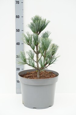 Pušis korėjinė (Lot Pinus koraiensis) 'Silveray' C7,5/P26 30-40 CM