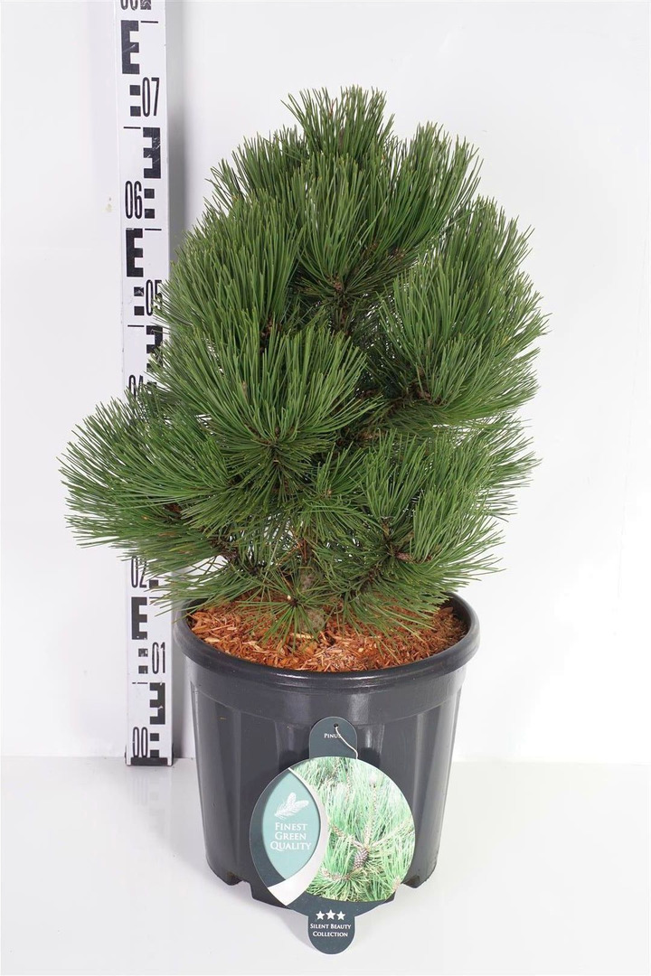 Pušis baltažievė (Lot Pinus leuc.) 'Malinky' C13 40-50 CM