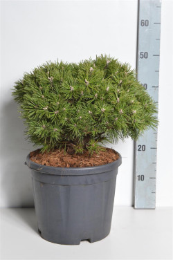 Pušis kalninė (Lot Pinus mugo) 'Benjamin' C12 30-35 CM