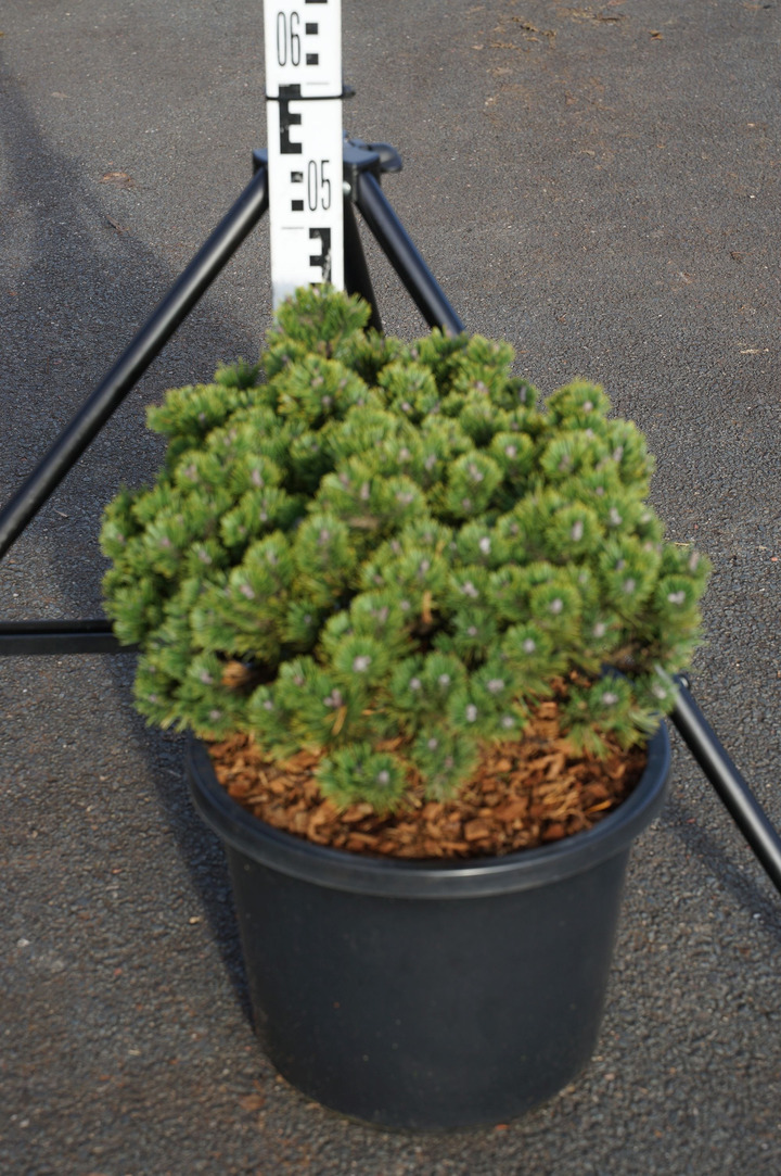 Pušis kalninė (Lot Pinus mugo) 'Benjamin' C18 40-50 CM