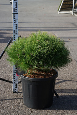 Pušis (Lot Pinus) 'Marie Bregeon' C20 40-50 CM - nuotrauka 1