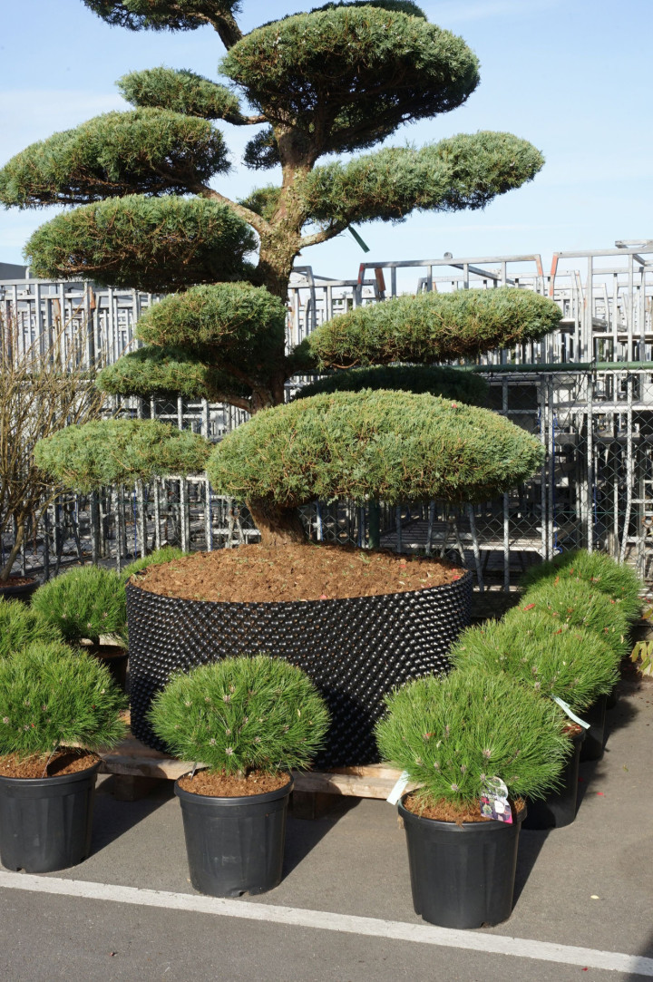 Pušis (Lot Pinus) 'Marie Bregeon' C20 40-50 CM