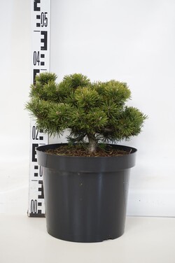 Pušis kalninė (Lot Pinus mugo) 'Corley's Mat' C7,5/P26 25-30 CM