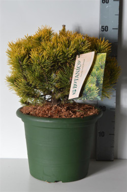 Pušis kalninė (Lot Pinus mugo) 'Carsten's Winter Gold' C10 30-40 CM