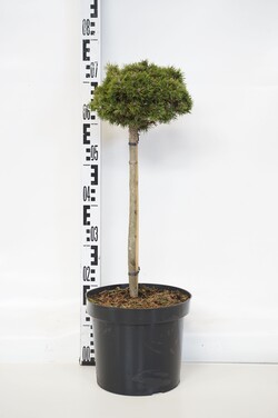 Pušis kalninė (Lot Pinus mugo) 'Fischleinboden' C7,5 STIEBAS 40 CM