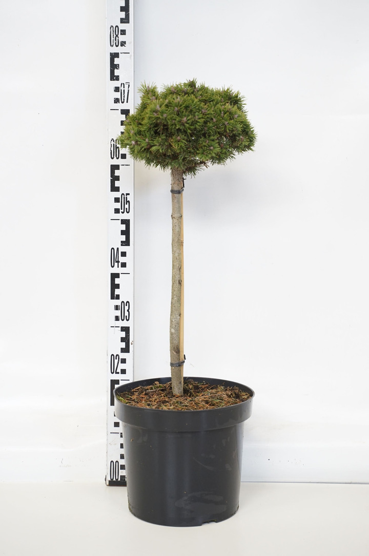 Pušis kalninė (Lot Pinus mugo) 'Fischleinboden' C7,5 STIEBAS 40 CM