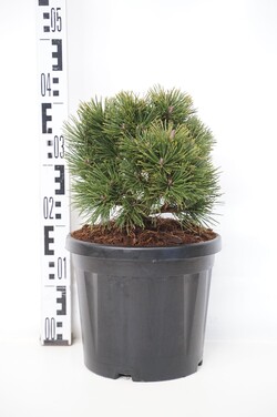 Pušis kalninė (Lot Pinus mugo) 'Gnom Findling' C7/P24 20/+ CM