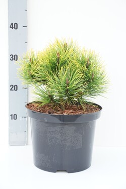 Pušis kalninė (Lot Pinus mugo) 'Golden Glow' C5/P23 20-25 CM