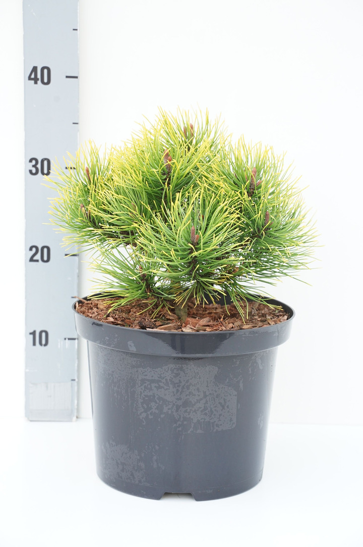 Pušis kalninė (Lot Pinus mugo) 'Golden Glow' C5/P23 20-25 CM