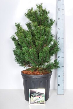 Pušis kalninė (Lot Pinus mugo) 'Gnom' C18 50-60 CM