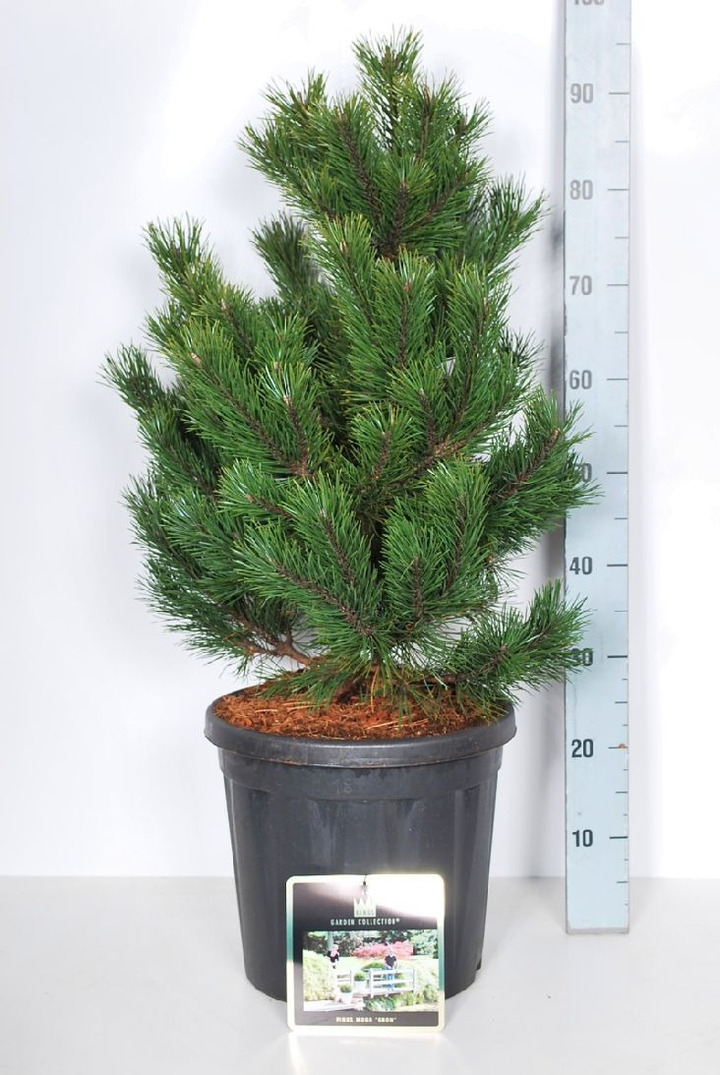 Pušis kalninė (Lot Pinus mugo) 'Gnom' C18 50-60 CM