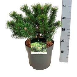 Pušis kalninė (Lot Pinus mugo) 'Gnom' C7,5/P26 25-30 CM