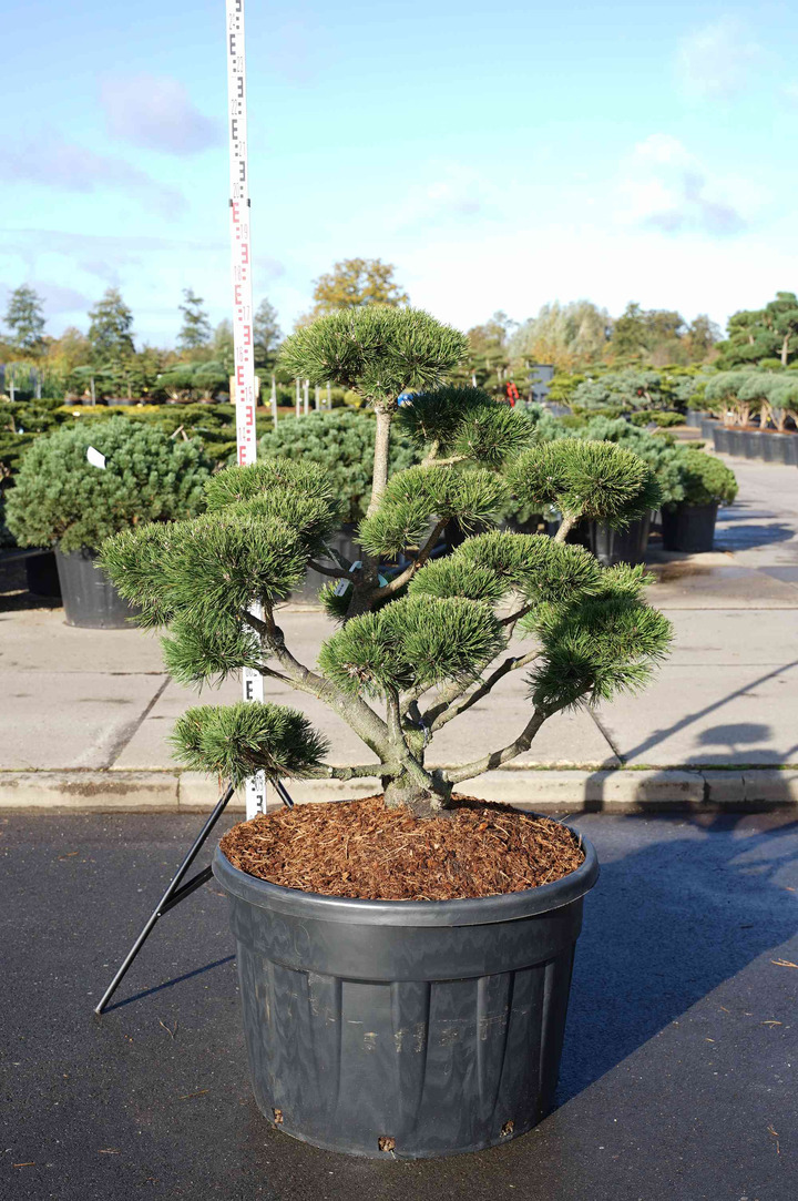 Pušis kalninė (Lot Pinus mugo) 'Gnom' BONSAI 100-125 C230