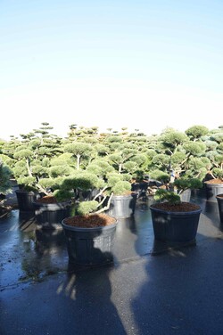 Pušis kalninė (Lot Pinus mugo) 'Gnom' BONSAI 100-125 C230 - nuotrauka 2