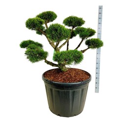 Pušis kalninė (Lot Pinus mugo) 'Gnom' BONSAI 80-100 C180