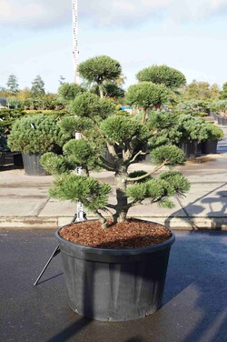 Pušis kalninė (Lot Pinus mugo) 'Gnom' BONSAI 125-150 C285 - nuotrauka 1