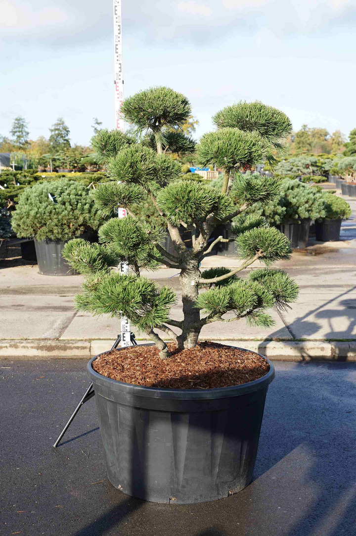Pušis kalninė (Lot Pinus mugo) 'Gnom' BONSAI 125-150 C285