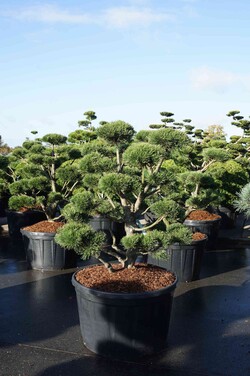Pušis kalninė (Lot Pinus mugo) 'Gnom' BONSAI 125-150 C285 - nuotrauka 2