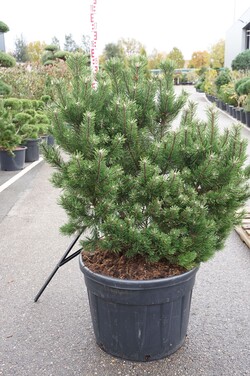 Pušis kalninė (Lot Pinus mugo) 'Gnom' C130 90-100 CM