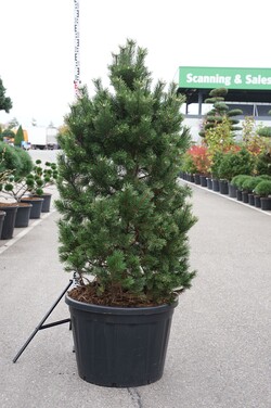 Pušis kalninė (Lot Pinus mugo) 'Gnom' C180 150-175 CM - nuotrauka 1