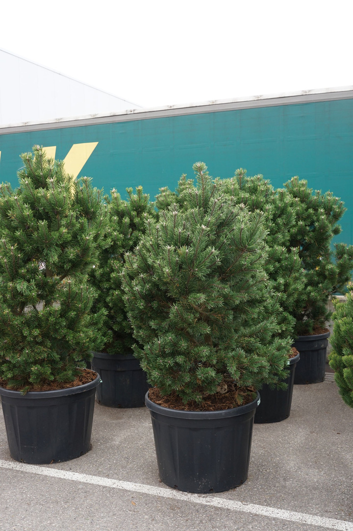 Pušis kalninė (Lot Pinus mugo) 'Gnom' C180 150-175 CM
