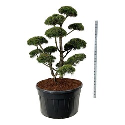 Pušis kalninė (Lot Pinus mugo) 'Gnom' BONSAI 150-175 C500 - nuotrauka 1