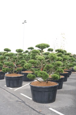 Pušis kalninė (Lot Pinus mugo) 'Gnom' BONSAI 150-175 C500 - nuotrauka 2