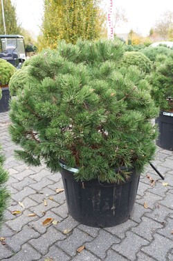 Pušis kalninė (Lot Pinus mugo) 'Gnom' C110 60-80 CM