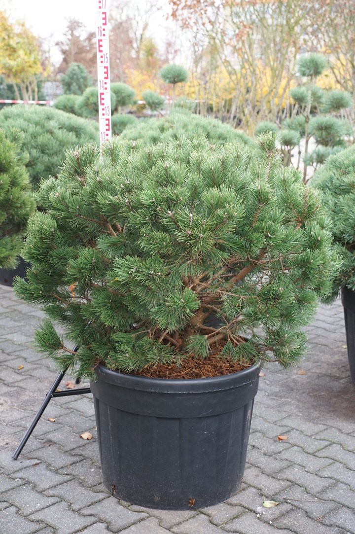 Pušis kalninė (Lot Pinus mugo) 'Gnom' C130 80-100 CM