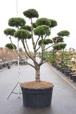 Pušis kalninė (Lot Pinus mugo) 'Gnom' BONSAI 200-225 C500
