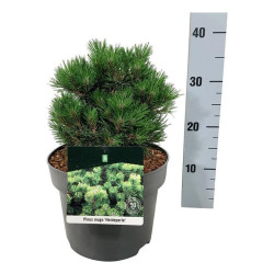 Pušis kalninė (Lot Pinus mugo) 'Heideperle' C5/P23 15-20 CM