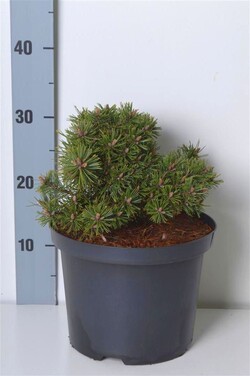 Pušis kalninė (Lot Pinus mugo) 'Humpy' C5/P23 15-20 CM