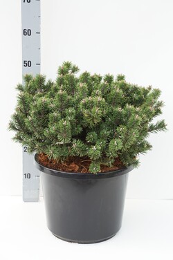 Pušis kalninė (Lot Pinus mugo) 'Humpy' C12 35-40 CM