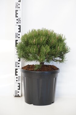Pušis kalninė (Lot Pinus mugo) 'Laurin' C7,5/P26 25-30 CM
