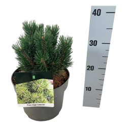 Pušis kalninė (Lot Pinus mugo) 'Limerick' C5/P23 15-20 CM