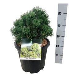 Pušis kalninė (Lot Pinus mugo) 'Limerick' C15 25-30 CM