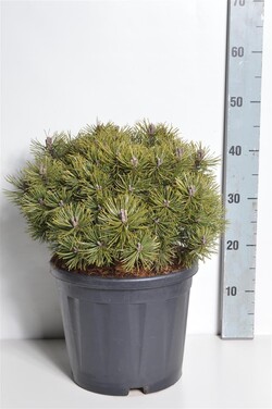 Pušis kalninė (Lot Pinus mugo) 'Mops' C12 30-35 CM