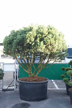 Pušis kalninė (Lot Pinus mugo) 'Mops' SCHERM 200-250 CM CONT - nuotrauka 1