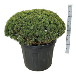 Pušis kalninė (Lot Pinus mugo) 'Mops' C110 80-100 CM SOLITAIR